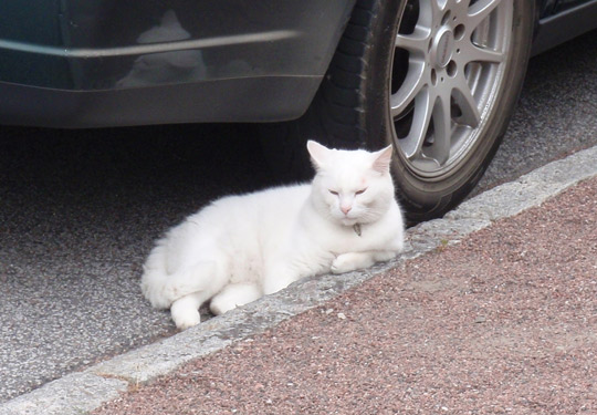 Vehicle Danger for Cat - 7 Possible Dangers That Linger Around For Outdoor Loving Cats - Budget Pet World Blog