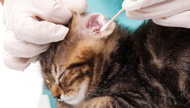 Clean Your Cat’s Ears
