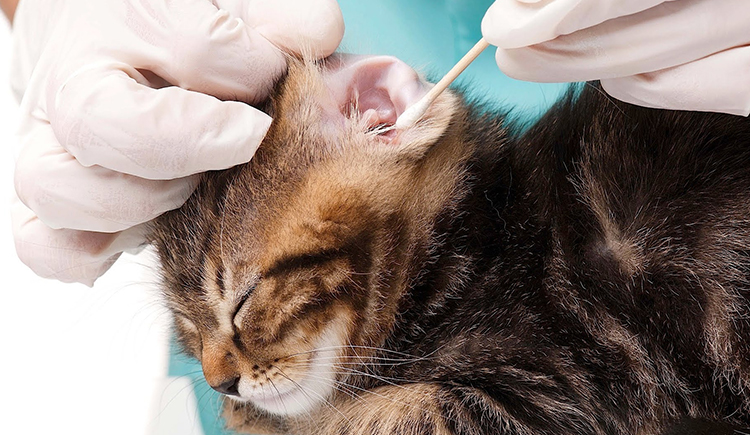 Clean Your Cat’s Ears