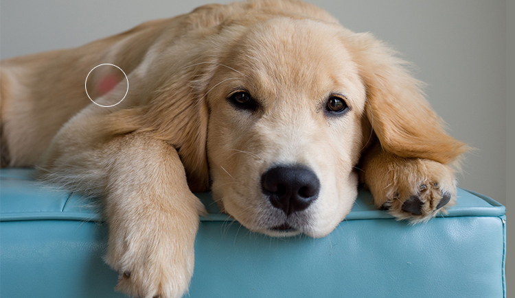 hot spot infestation in dogs