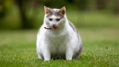 Obesity In Felines: Myth And Facts Behind It - Budget Pet World
