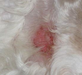 hot spot in dogs