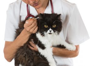 vet cleaning cats ears