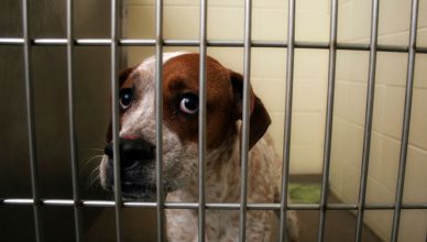 Adopt a dog this october