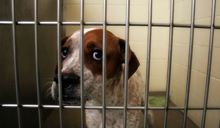 Adopt a dog this october