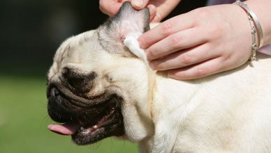 Product for pets ear cleaning