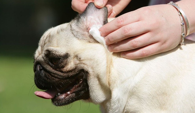Product for pets ear cleaning