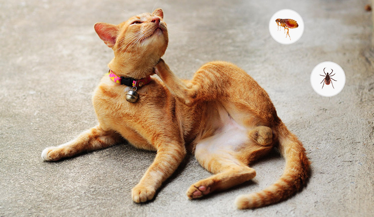 Cats Fleas and Ticks problem