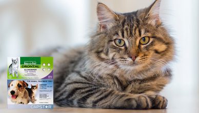 drontal and capstar for catsCat
