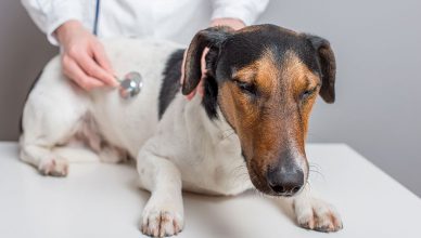 Overcoming Heart Infections in Dogs