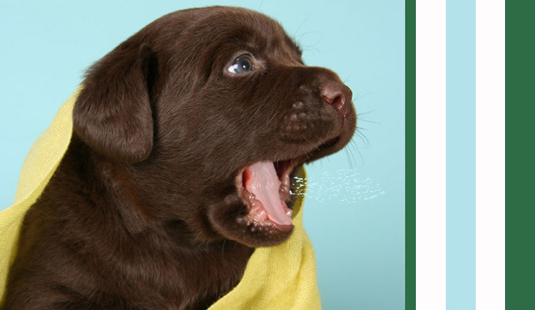 Dog Bad Breath