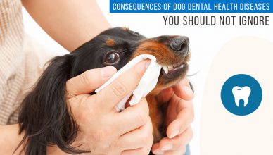 dog dental care