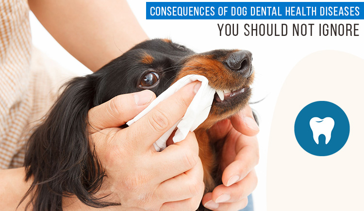 dog dental care