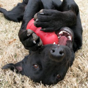dog with toy