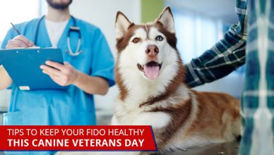 Tips To Keep Your Fido Healthy This Canine Veterans Day