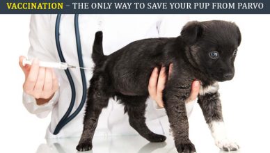 Dog Vaccination