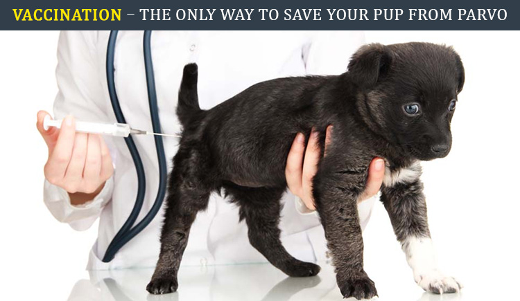 Dog Vaccination