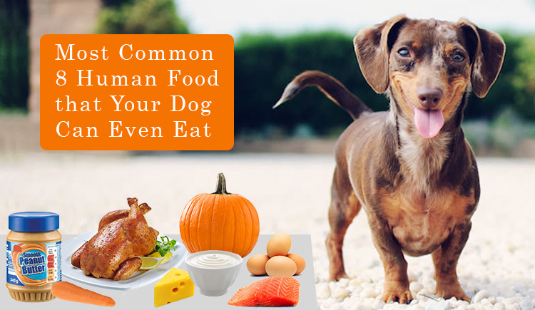 Most Common 8 Human Food that Your Dog Can Even Eat BudgetPetWorld