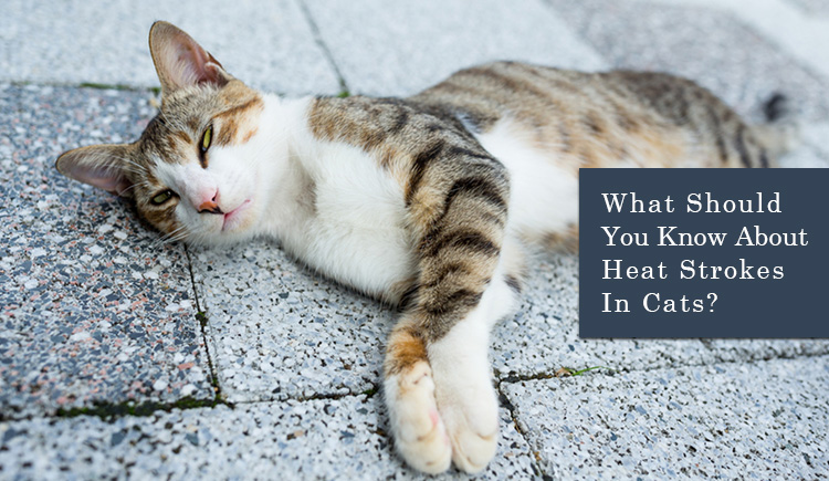 What Should You Know About Heat Stokes in Cats