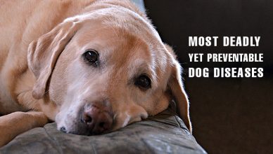 Le malattie canine più letali ma prevenibili
