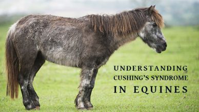 Cushing Equines In horses -BudgetPetWorld
