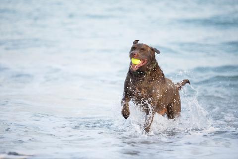 Dog Friendly Resort