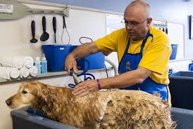 Dog Grooming -BudgetPetWorld