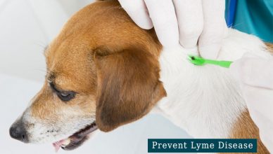 Prevent Lyme Disease