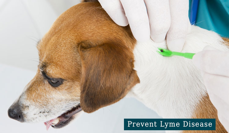 Prevent Lyme Disease