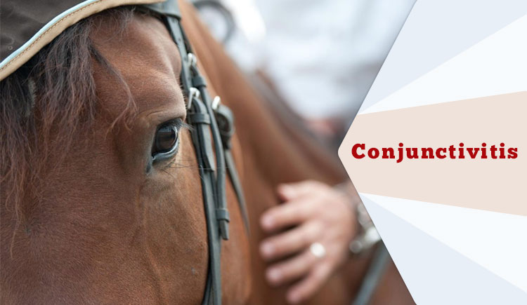 Conjunctivitis-In-Horses