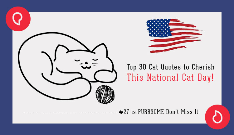 Top 30 cat quotes to cherish this national cat day
