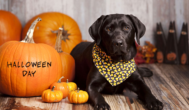 dog-for-halloween