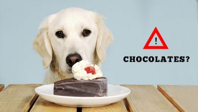 my dog ate chocolate will he die