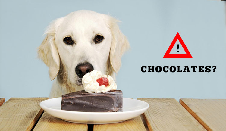 my dog ate chocolate will he die