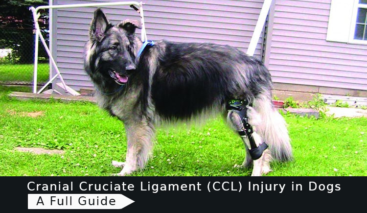 CCL-Injury-in-Dogs