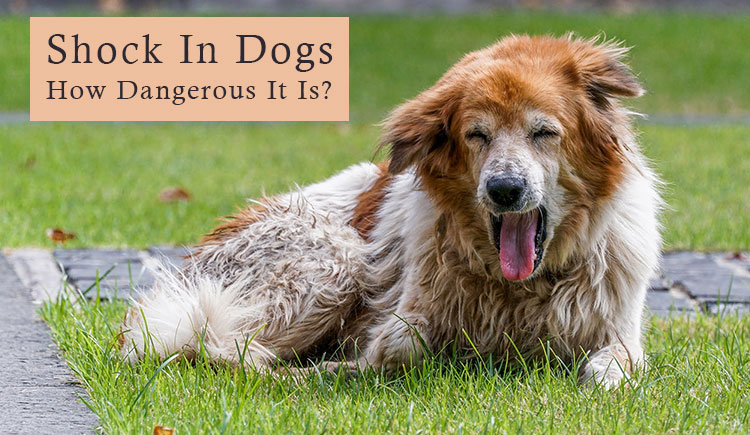 shock-in-dogs