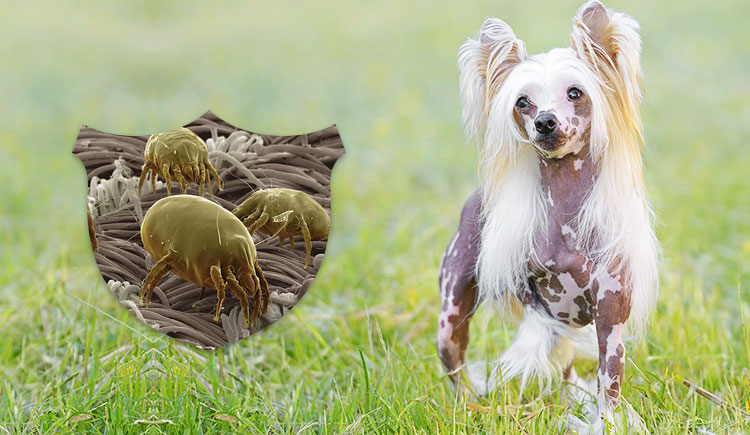 Mite-Infestations-in-dog