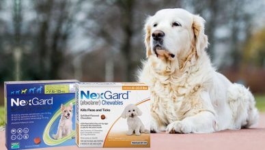 Difference-between-Nexgard-Spectra-and-Nexgard