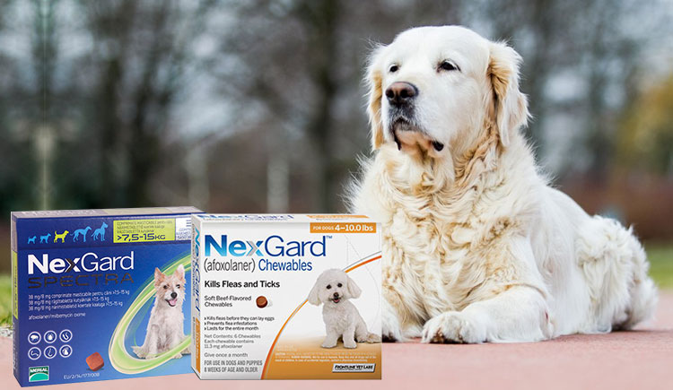 Difference-between-Nexgard-Spectra-and-Nexgard