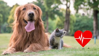 Heartworm Awareness Month
