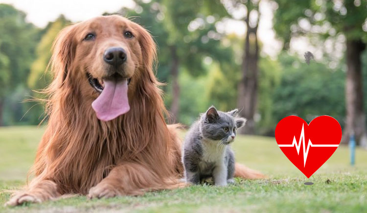 Heartworm Awareness Month