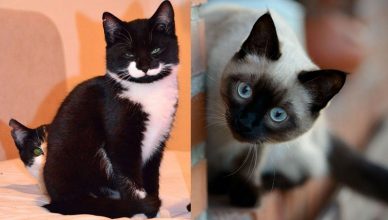 Transforming an Introvert Cat to an Extrovert