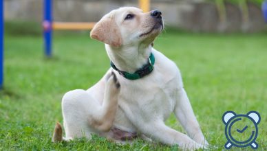 Switching Flea and Tick Treatments From Time To Time