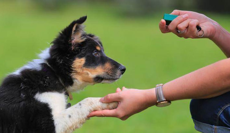 Easy Tips to train your dog