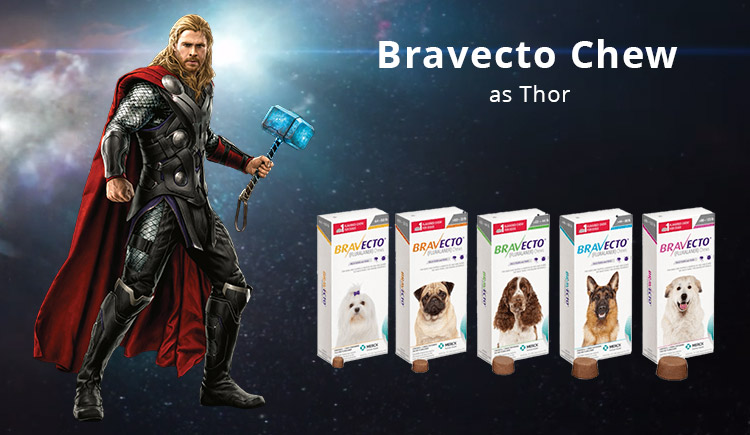 Buy Bravecto The Thor