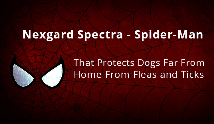 Nexgard Spectra - spider-man