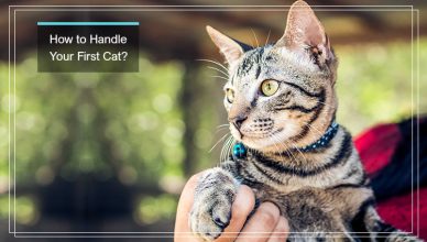 How to Handle your first cat?