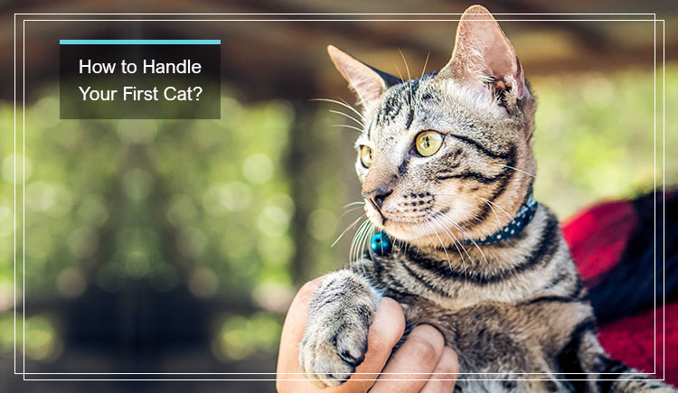 How to Handle your first cat?
