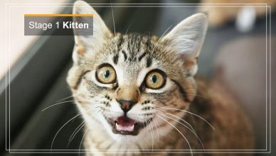 Stage 1 of Cat Kitten & Junior