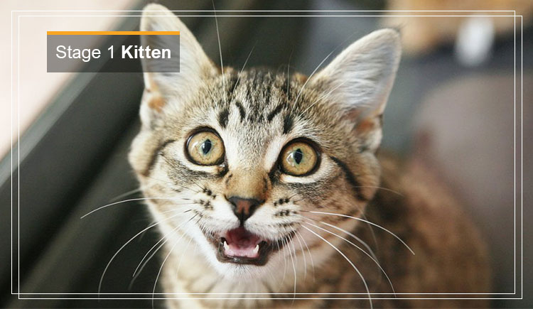 Stage 1 of Cat Kitten & Junior